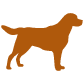 orange lab side